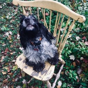 Meet your Posher, Henry